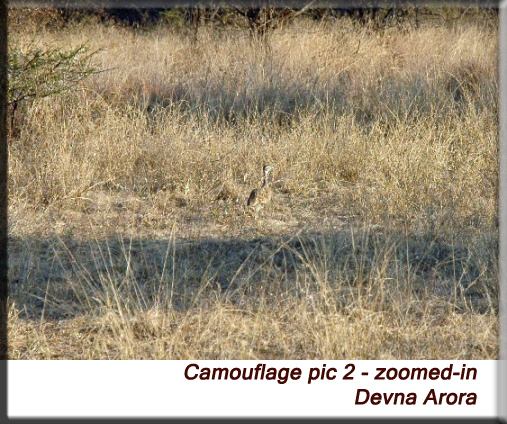 Devna Arora - Camouflage, zoomed in